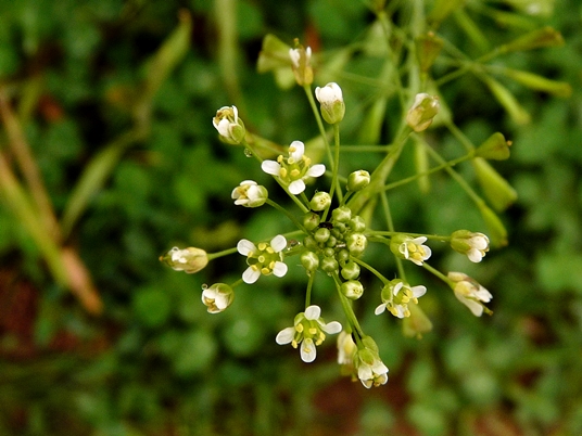 {Capsella bursa-pastoris}